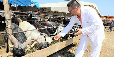 YÜREĞİR’DE KURBAN SATIŞ VE KESİM YERLERİ BELİRLENDİ